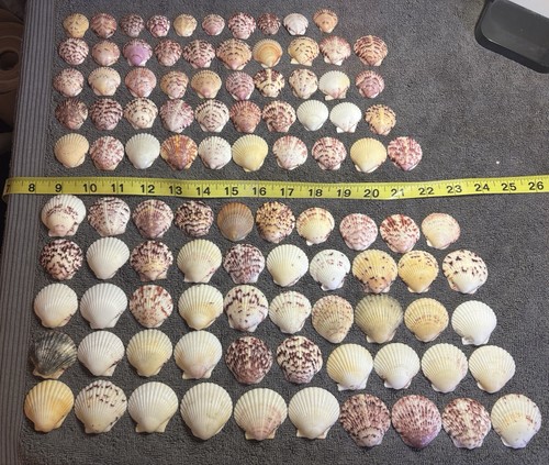 100 sanibel island scallop - sanibel, sea