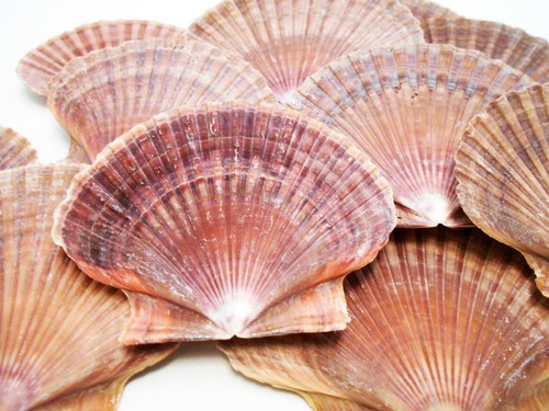 Mexican flat scallop shells - 24,