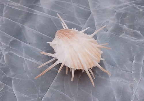Imperial thorny oyster shell - oyster,