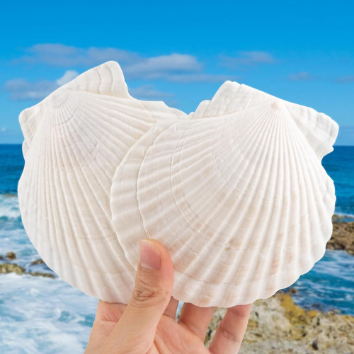Pack inch large scallop - 4-5,