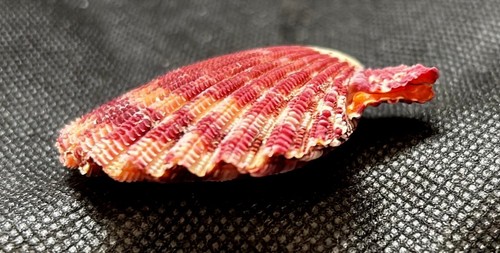 Vintage royal cloak scallop - vintage,