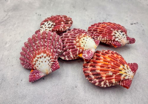 Royal cloak scallop - royal,